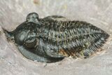 Pseudocryphaeus (Cryphina) Trilobite - Lghaft, morocco #153908-3